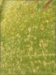画像9: K0317E Mint  小紋 女性用着物  シルク（正絹） 淡い 茶色がかった 黄緑色, 鳥 【中古】 【USED】 【リサイクル】 ★★★★☆ (9)