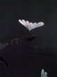 画像5: L0713J Mint  羽織 女性用着物  化繊   黒, 菊 【中古】 【USED】 【リサイクル】 ★★★★☆ (5)