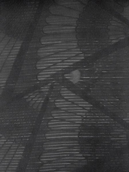 画像3: M0525W 名古屋帯 女性用着物 シルク(正絹)   黒 菊 【中古】 【USED】 【リサイクル】 ★★★★☆ (3)