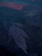 画像10: M1010P Mint  女性用 単衣  シルク（正絹）   黒, 花 【中古】 【USED】 【リサイクル】 ★★★★☆ (10)