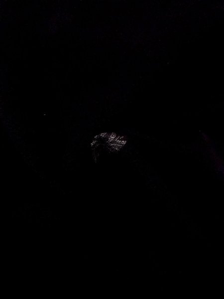 画像12: N0920F  女性用 羽織  シルク（正絹）   黒, 葉 【中古】 【USED】 【リサイクル】 ★★★★☆ (12)