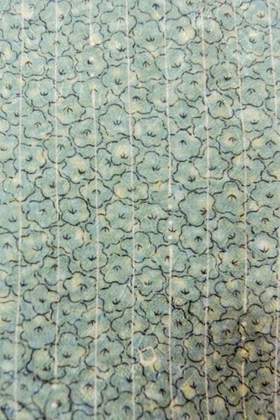 画像7: O0419G 女性用小紋  シルク（正絹） 淡い緑み水色, 花 【中古】【USED】【リサイクル】 ★★☆☆☆【O0419G】 (7)