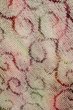 画像3: P0526U 女性用 羽織   シルク（正絹） 薄い桃色,  うず 【中古】【USED】【リサイクル】 ★★★★☆【P0526U】 (3)