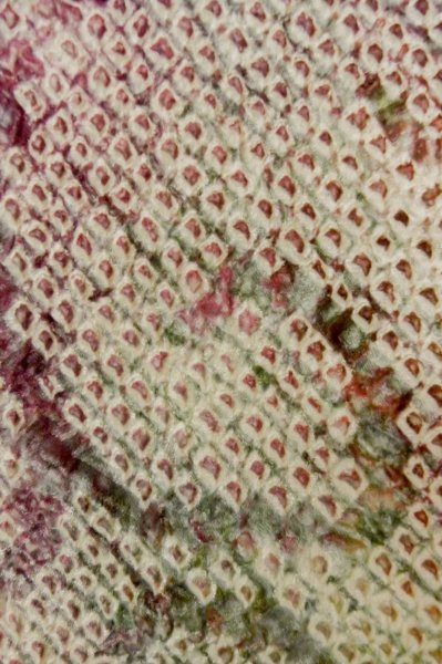 画像5: P0526U 女性用 羽織   シルク（正絹） 薄い桃色,  うず 【中古】【USED】【リサイクル】 ★★★★☆【P0526U】 (5)